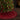 Crimson Christmas Tree Skirt
